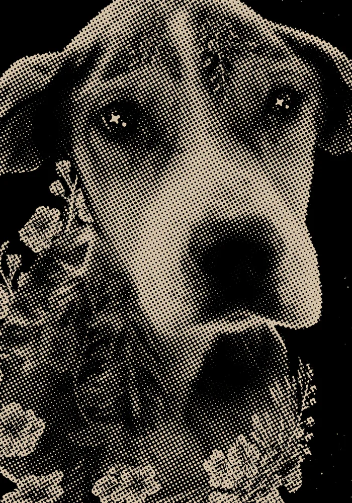 Acción Animal — 3